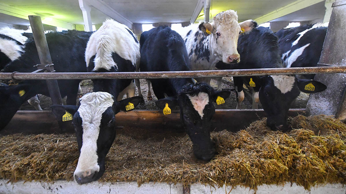 Mash: Полсотни коровьих туш выбросили в поле в Красноярском крае