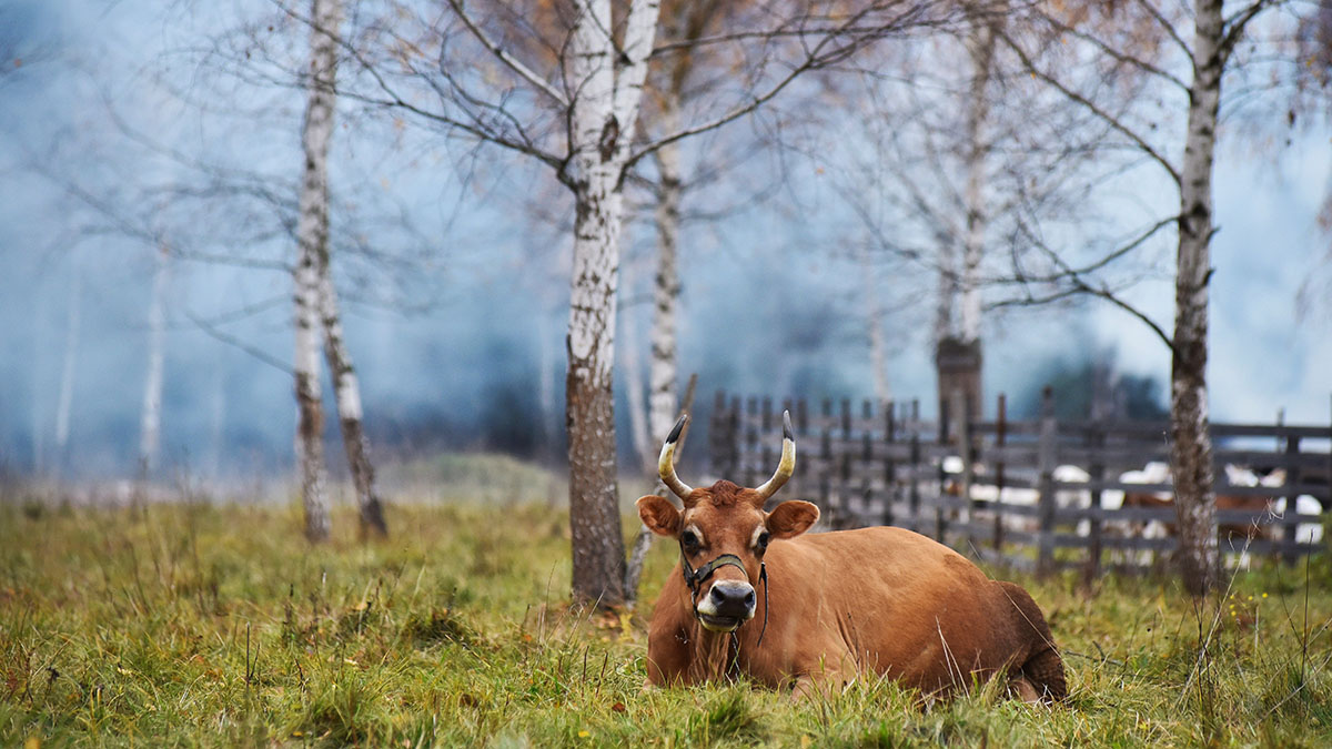 Более 10 животных погибли при пожаре в зоопарке Новосибирска