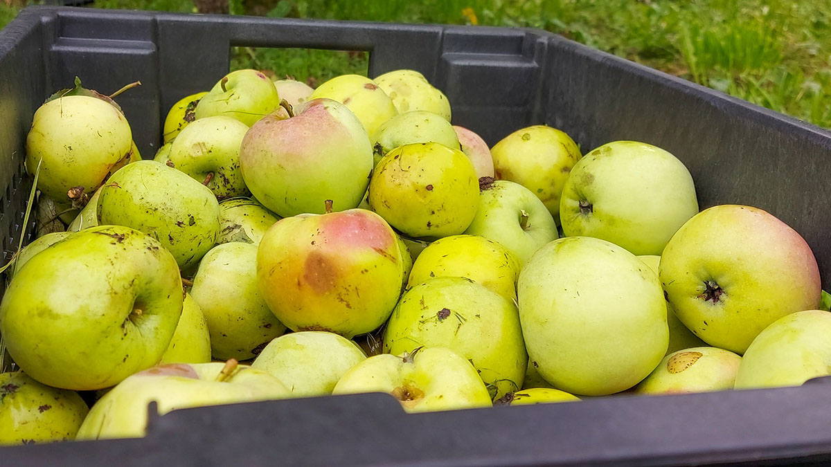 Диетолог назвала фрукт, который помогает сохранить здоровье и молодость 