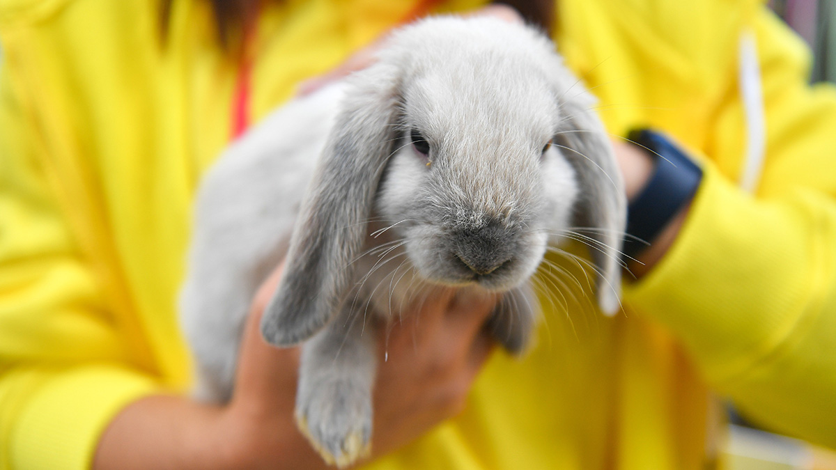 С какого возраста ребенок готов к ответственности за питомца
