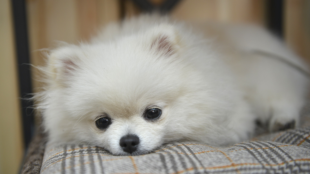 Какими субпродуктами можно угощать собаку