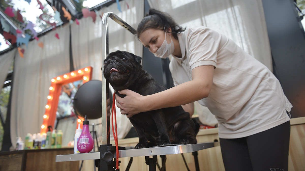 Передвижные кабинеты красоты и здоровья для собак «Мобильный груминг» откроются в Москве