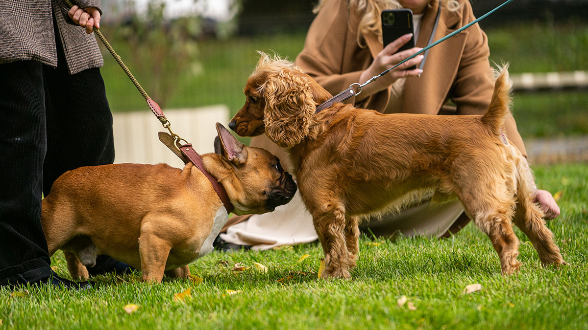 Эксперт рассказала о штрафах за плохое содержание животных 