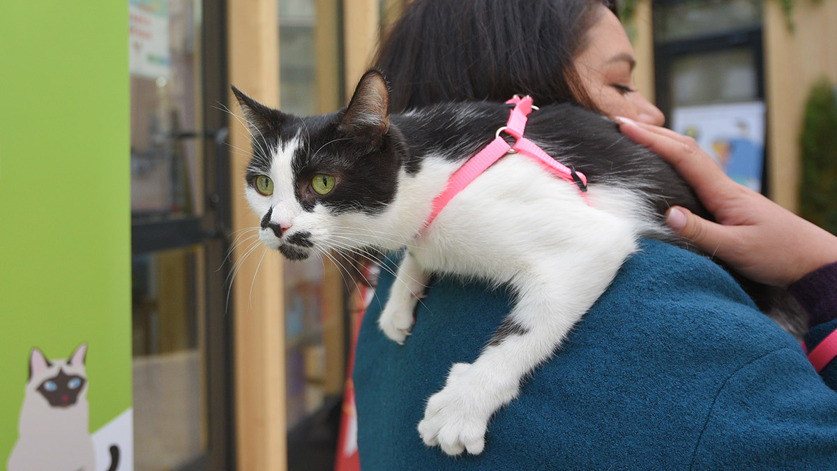 Москвичам напомнили, как сообщить о попавших в беду животных