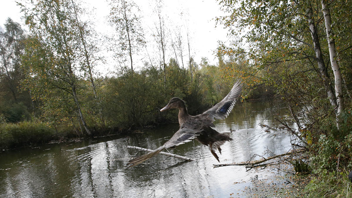 В Москве инспекторы ГИБДД остановили движение из-за утки с потомством. Видео