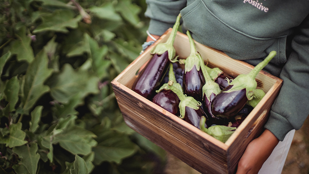 Самый большой баклажан в мире вырастили в штате Айова