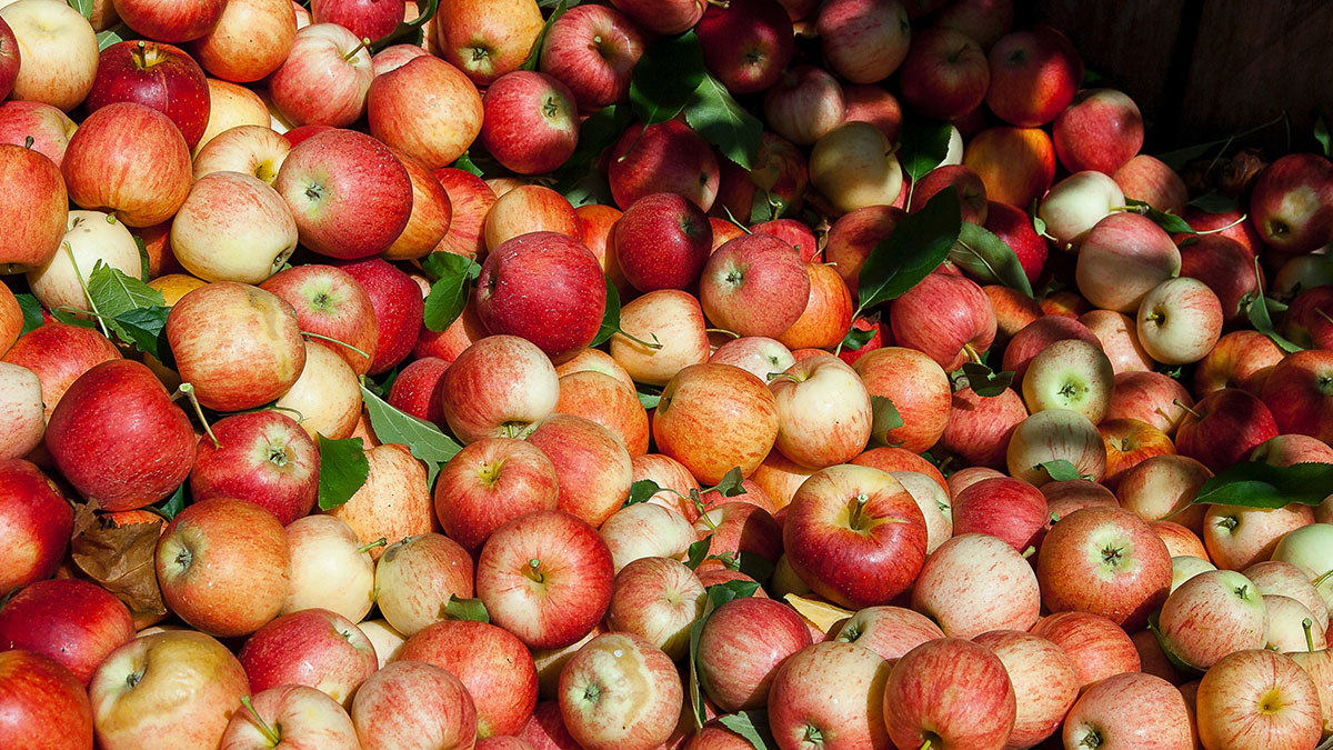 Нутрициолог Арзамасцев рассказал о пользе яблок для людей старше 60 лет