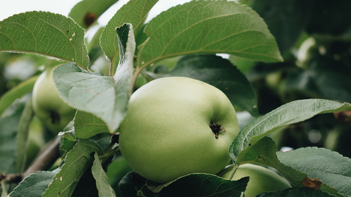 Может ли переедание яблочных косточек привести к смерти?