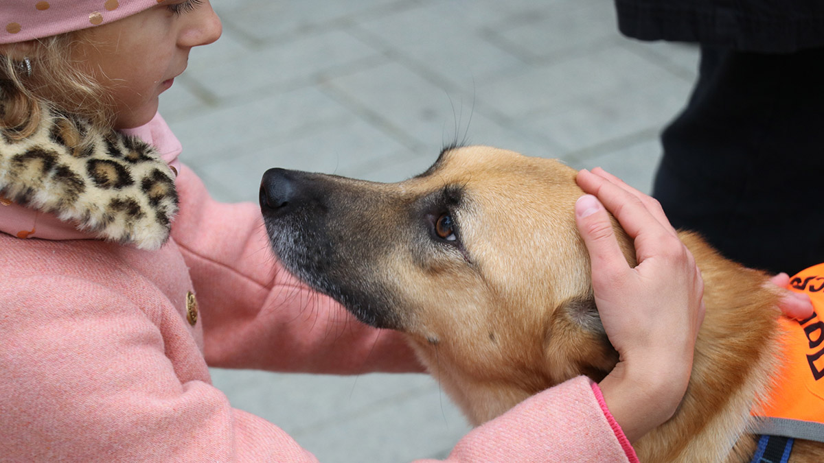 Сервис mos.ru по поиску пропавших животных получил золотую медаль на агровыставке «Золотая осень»