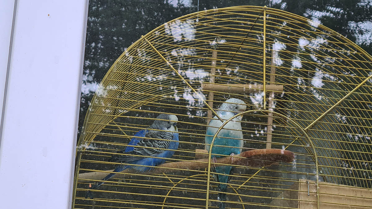 Орнитолог Романов объяснил, что необходимо при перевозке редких птиц