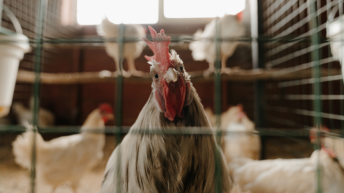 Домашняя курица сбежала от хозяина и уехала на 40 километров от дома на машине