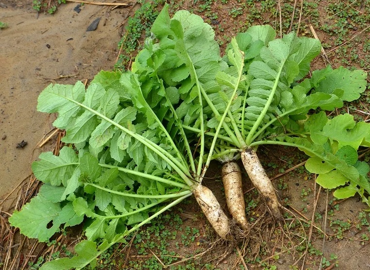 Фитотерапевт назвал целебные и вредные свойства хрена