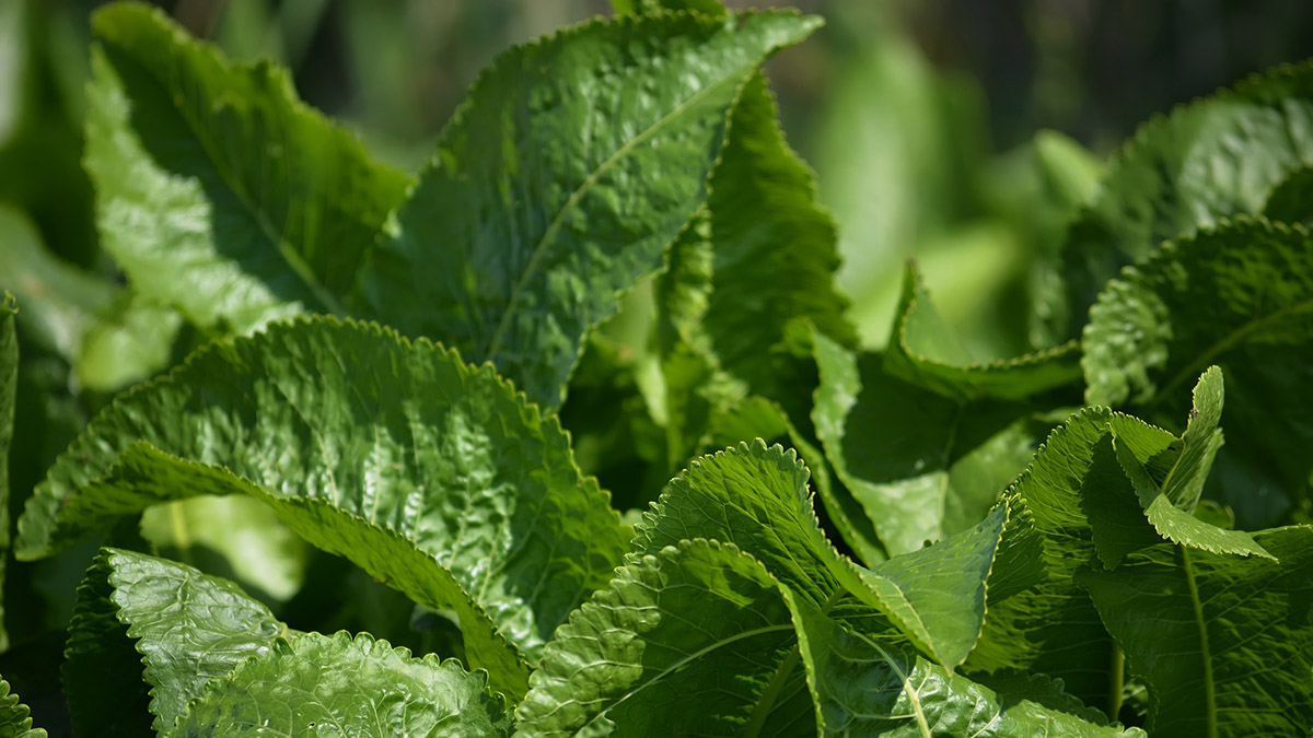 Нутрициолог посоветовала уникальный продукт с противовирусным действием