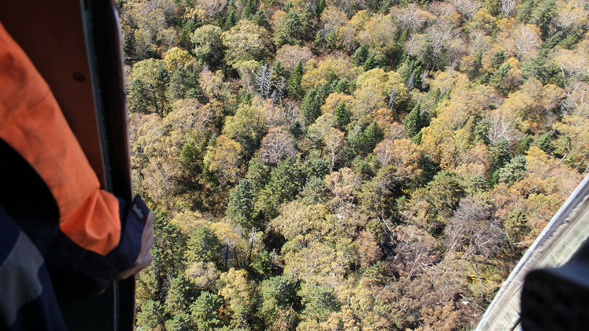 Найдены останки членов экипажа разбившегося самолета Ан-26