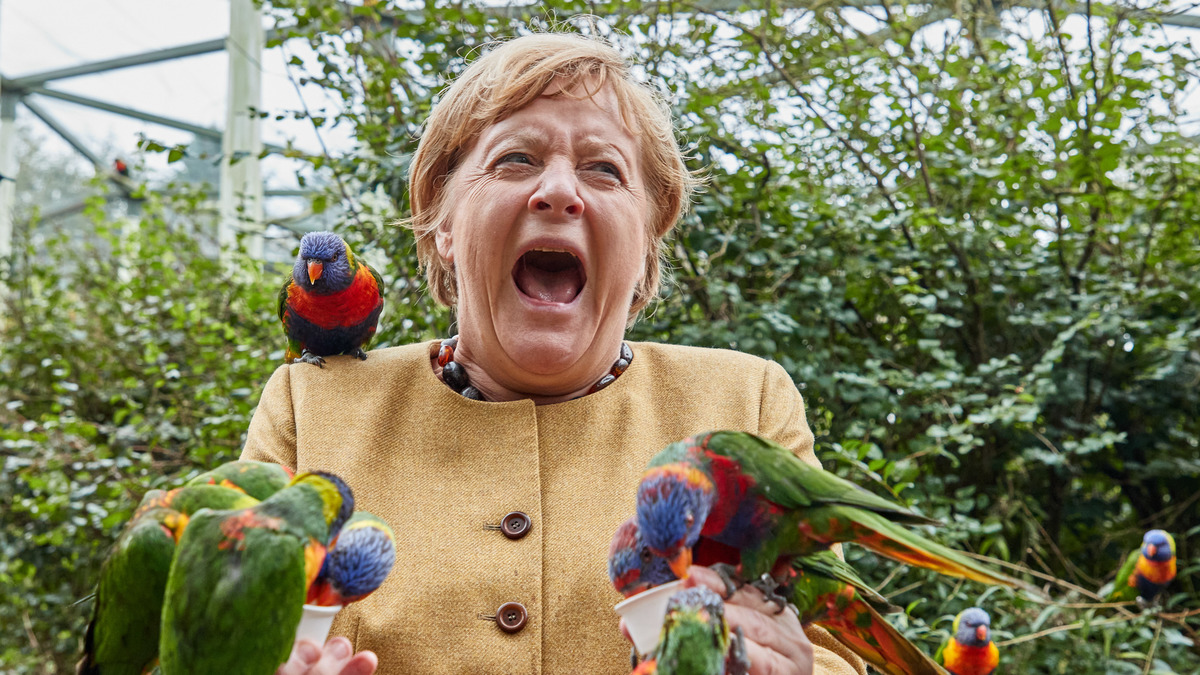 Орнитолог объяснил, почему птицы заклевали Меркель