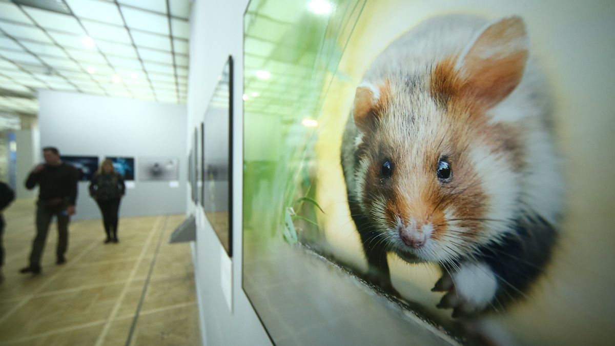 День живой планеты пройдет в Новой Третьяковке