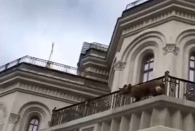 Дикая лиса напугала прихожан Сретенского монастыря в центре Москвы