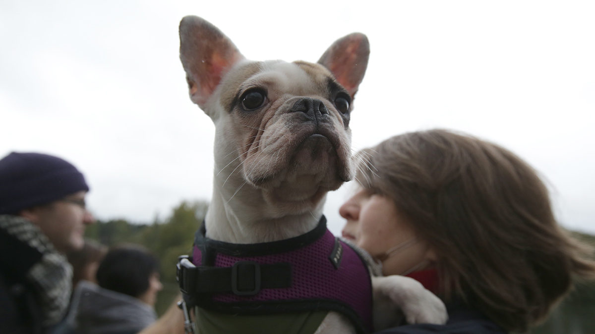 Кинологи рассказали, как определить переохлаждение у собак