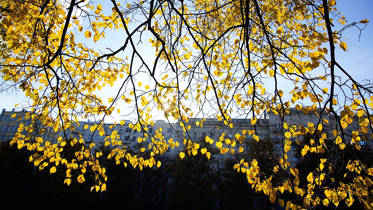 Синоптики спрогнозировали потепление в ближайшие дни в Москве
