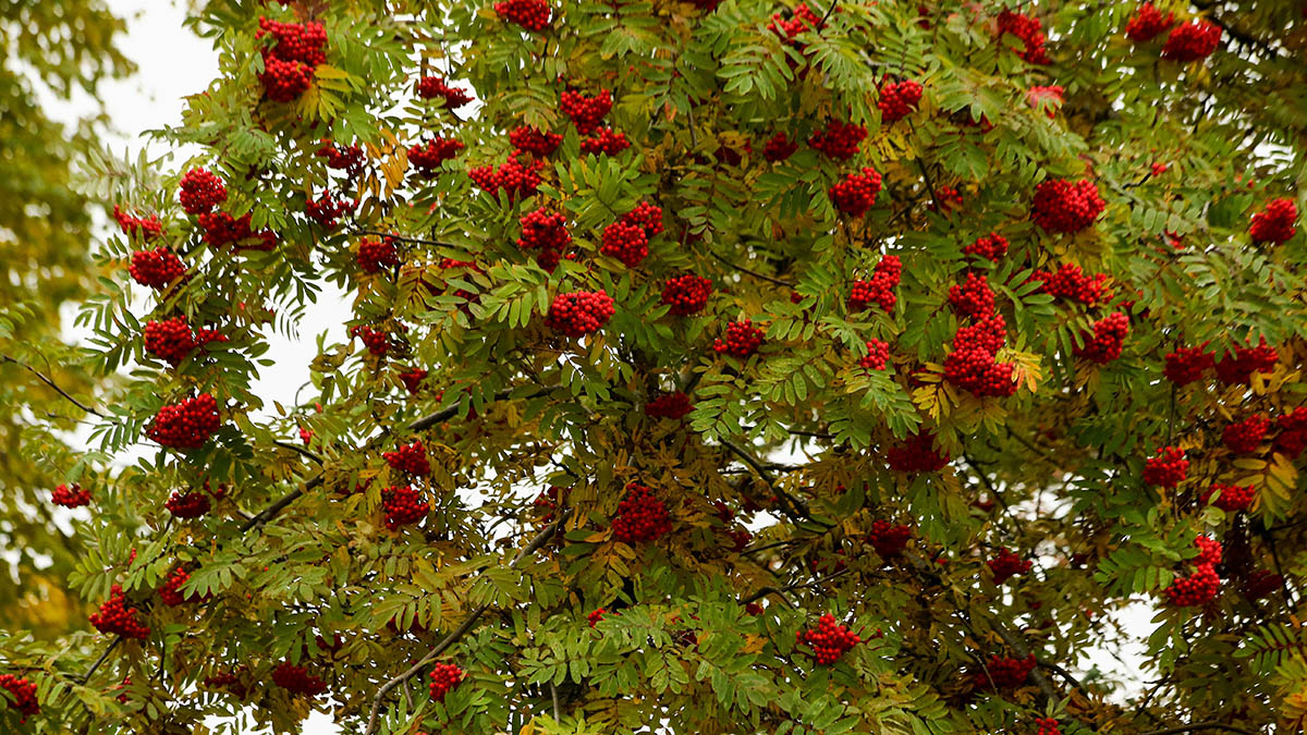 В Гидрометцентре опровергли связь между очень красной рябиной и холодной зимой