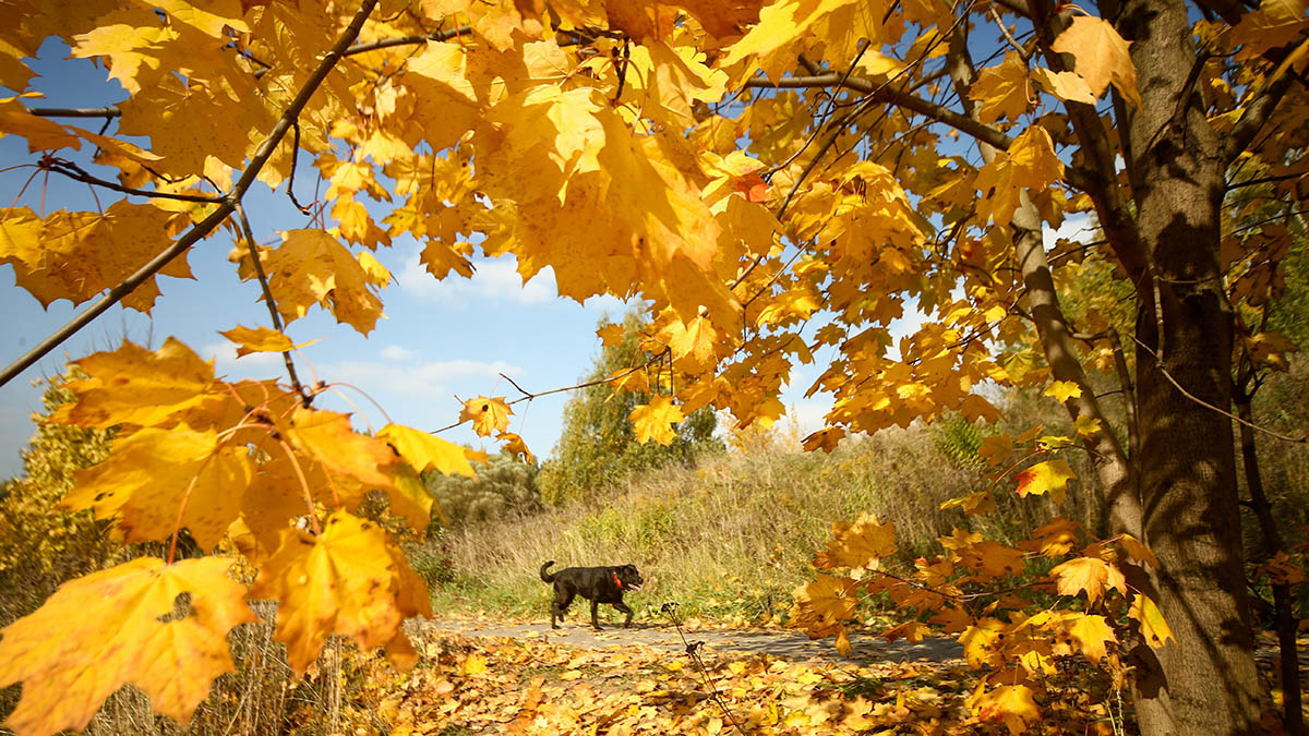 Синоптики рассказали москвичам о погоде 9 октября