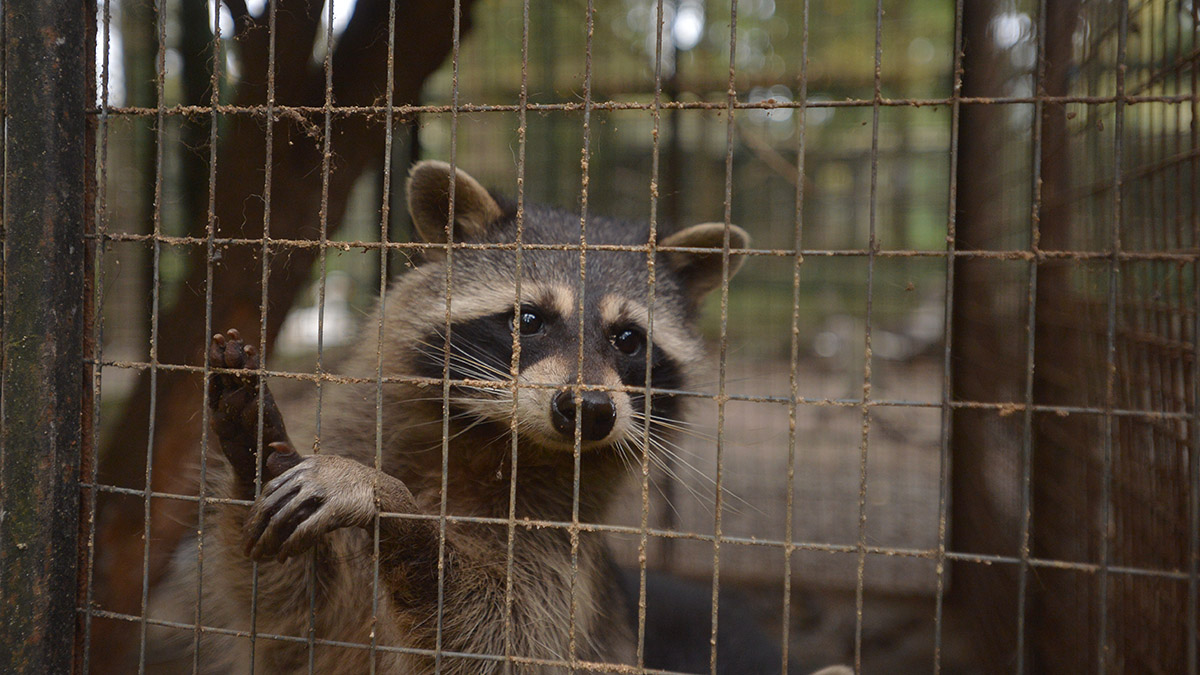 Енот напал на девочку в контактном зоопарке в Санкт-Петербурге