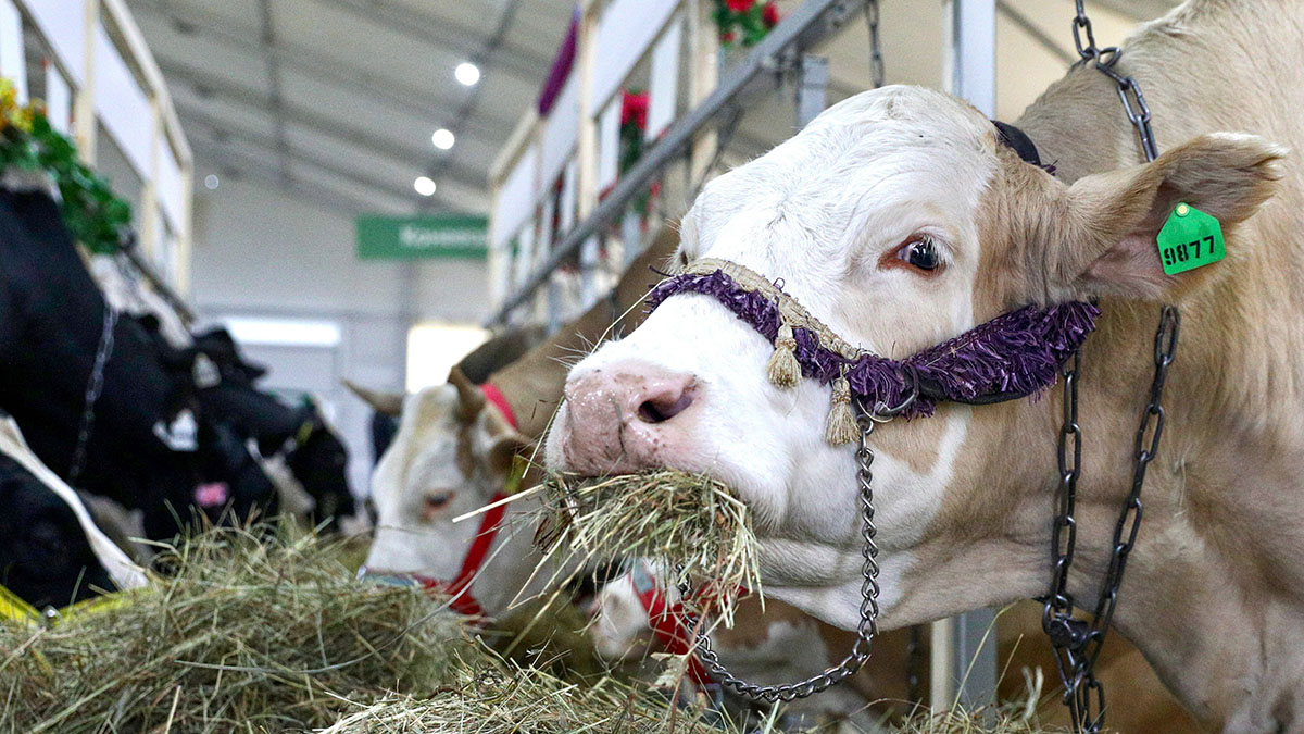 СМИ: Коров массово уничтожают в Сибири из-за вспышки опасной болезни