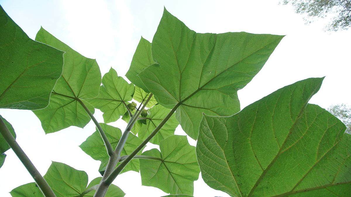 Центр по разработке препаратов для защиты растений появится в Подмосковье