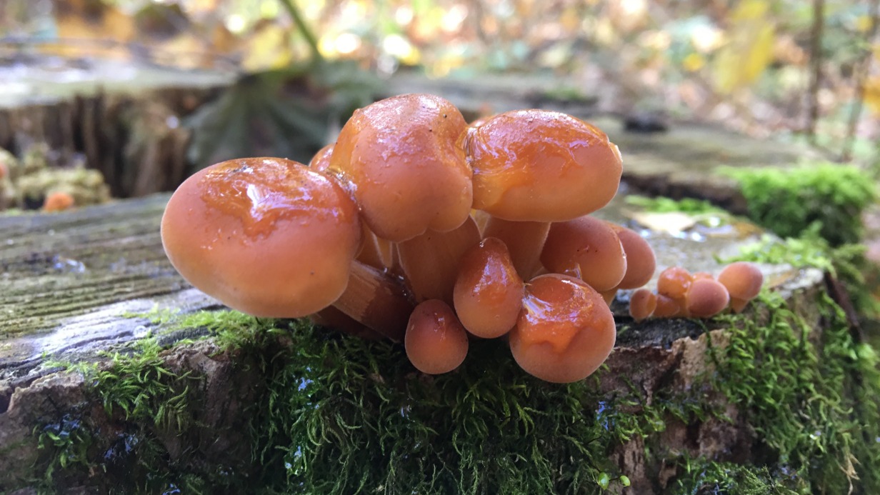 Фламмулина считается средством профилактики от рака