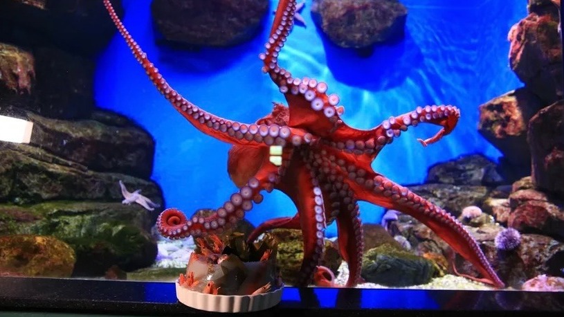 Осьминогу Аристотелю подарили пятикилограммовый торт в «Москвариуме»