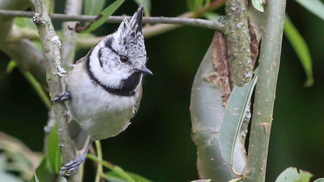 Редкую хохлатую синицу заметили в парке «Москворецкий»