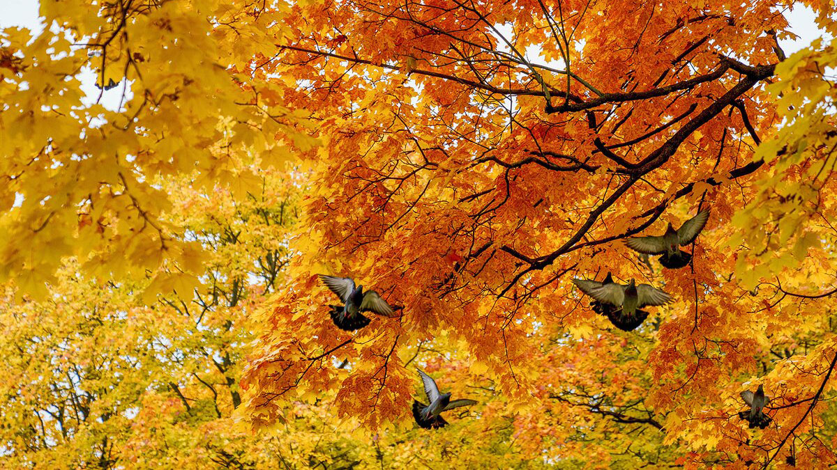 Мосприрода пригласила горожан на квест #КоллекционерМосприроды