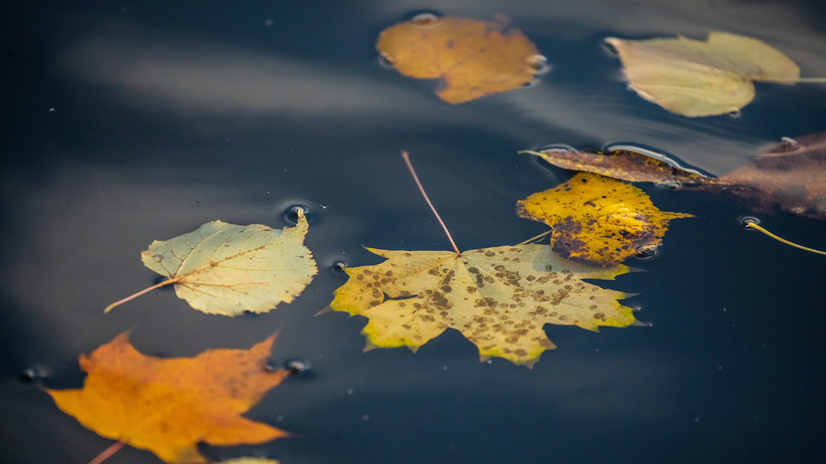 «Почти без осадков»: синоптики рассказали москвичам о погоде 25 октября