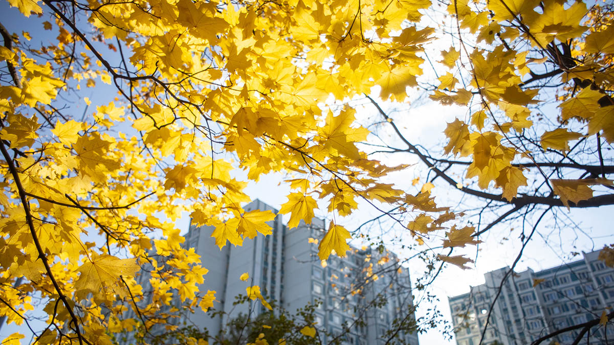 Две улицы в Новой Москве назовут в честь репрессированных разведчиков