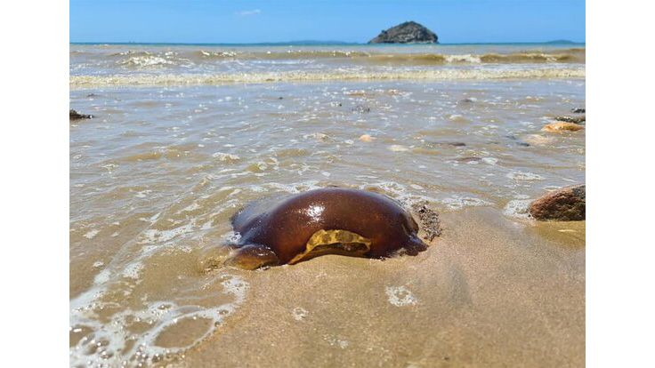 Загадочное существо обнаружили на австралийском побережье