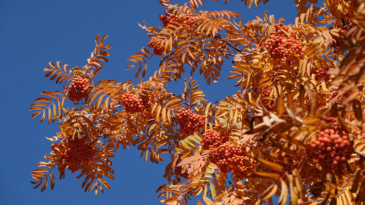 «Ни капли дождя»: синоптик Шувалов обещал москвичам золотую осень до конца недели