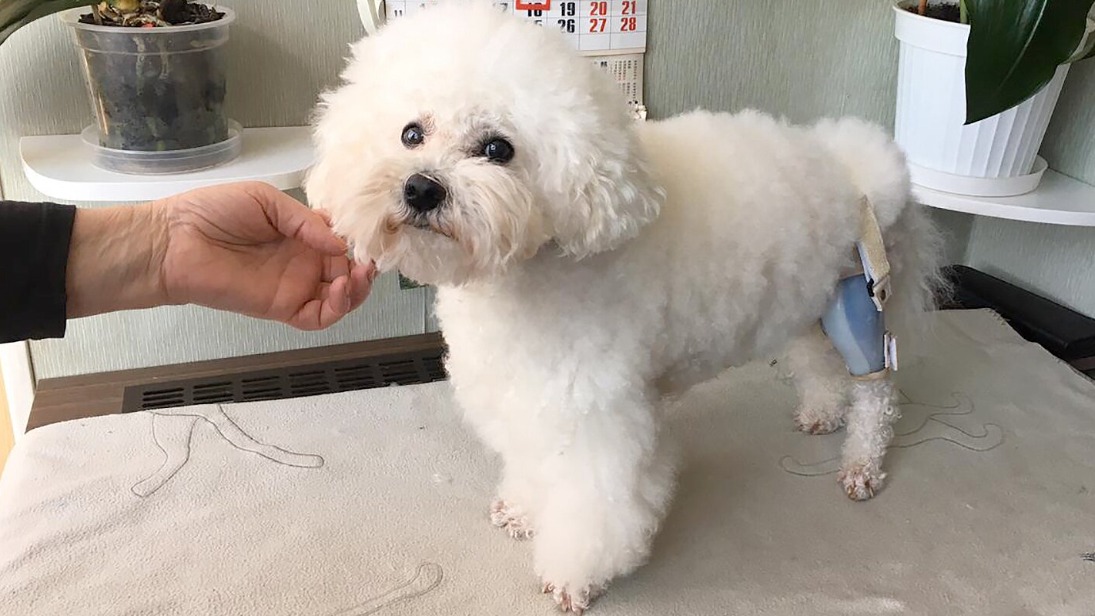 Усовершенствованные ортезы для животных разработали в столичном технопарке «Слава»