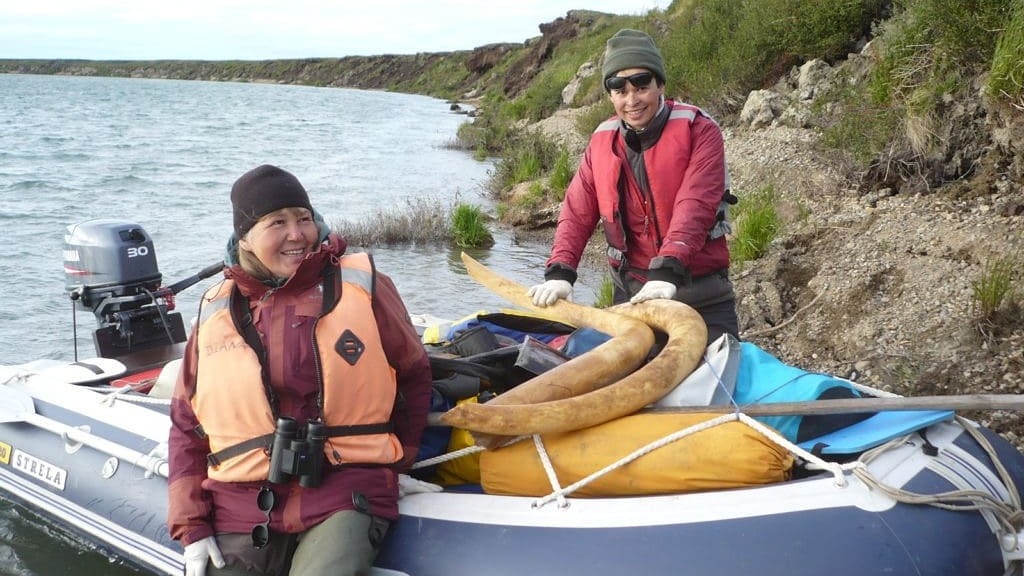 Кости самого молодого мамонта нашли на Чукотке