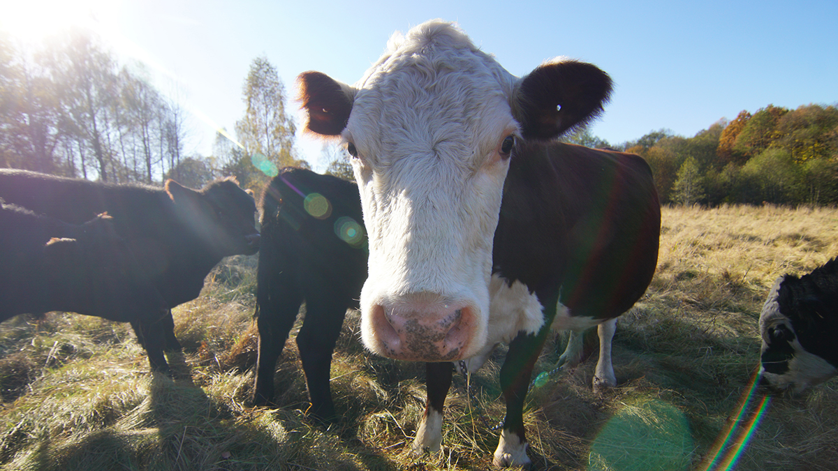 Эксперты сообщили, что кризис в США привел к упадку крупного рогатого скота