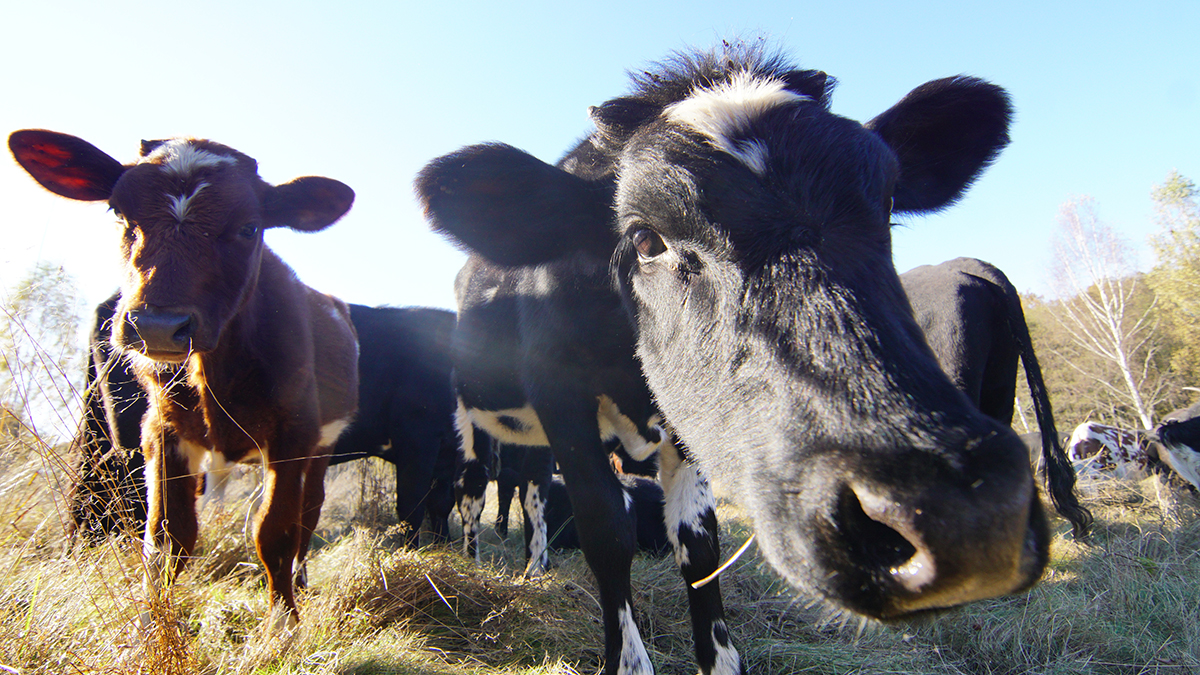 Коровы разгромили свежие могилы бойцов СВО под Томском