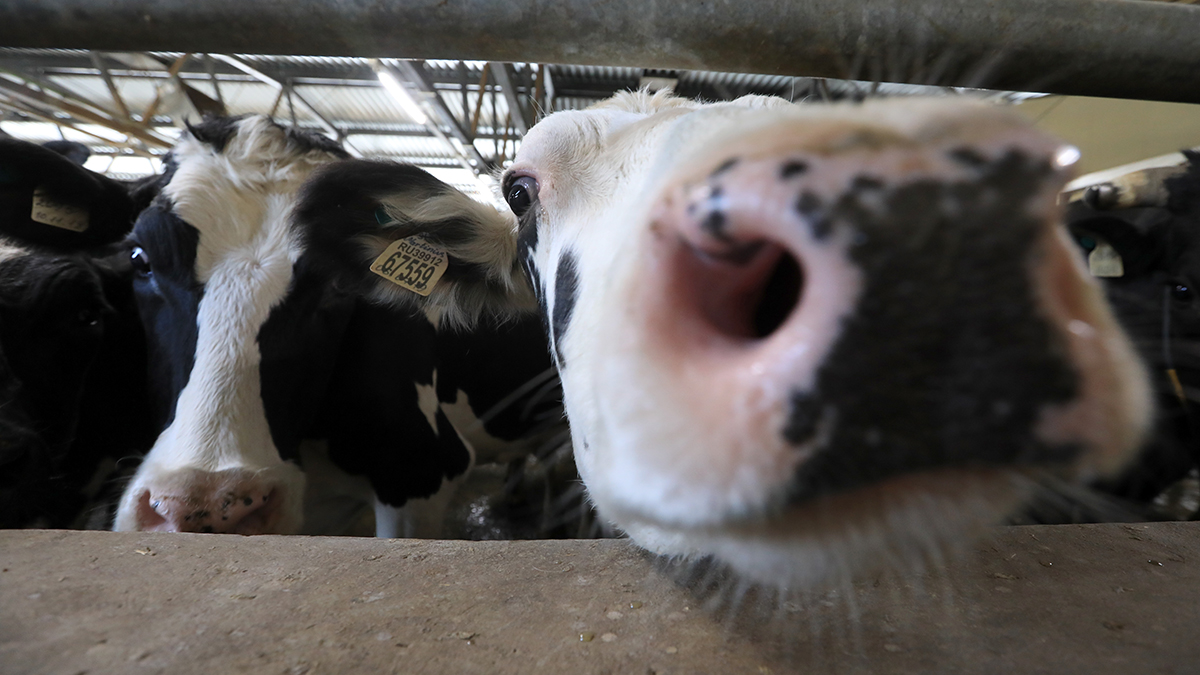 Россельхознадзор временно ограничил поставки кормов из Болгарии