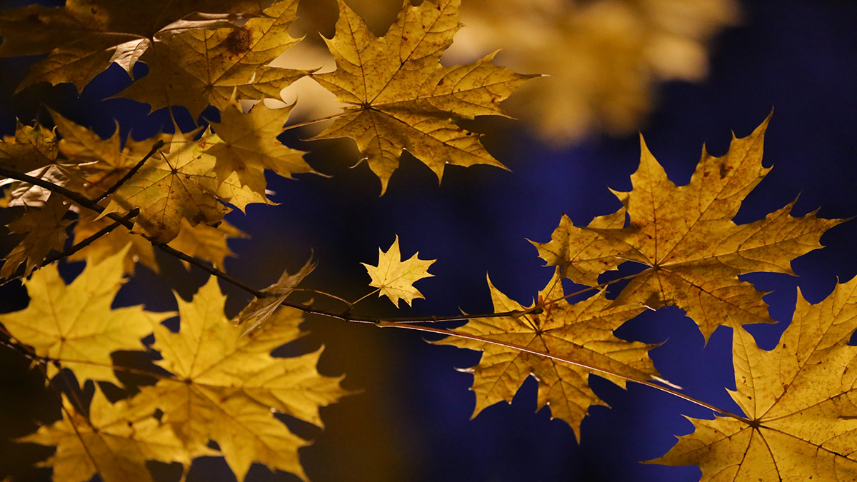 «Солнце на пару дней»: синоптик дала прогноз, когда москвичам ждать тепла