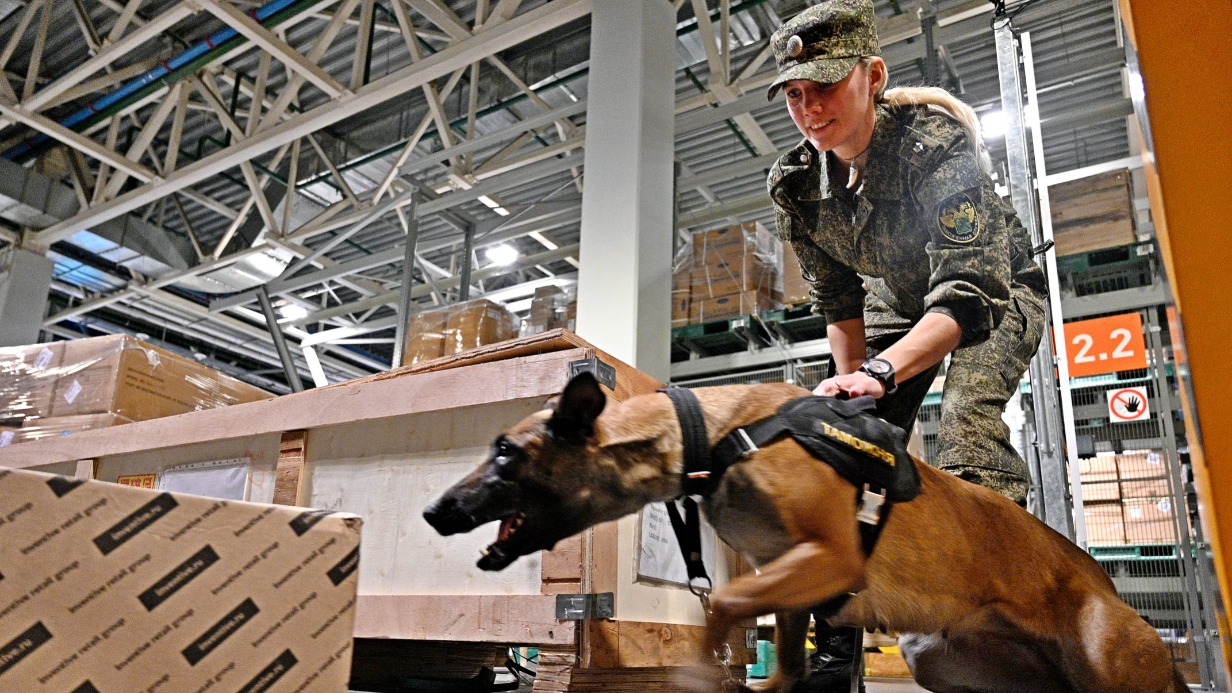 Главный государственный таможенный инспектор-кинолог Анастасия Коршунова с бельгийской овчаркой по кличке Браун проверяет груз в аэропорту Шереметьево