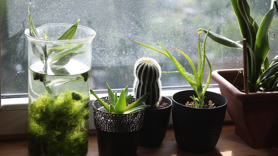 Продлеваем лето: эксперт рассказал о секретах ухода за комнатными растениями зимой