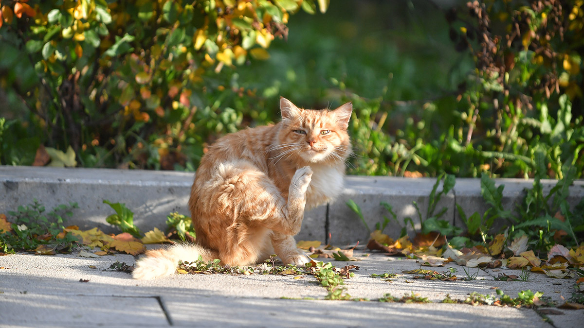 Мощные триггеры: какие аллергены активны осенью и чем они так опасны