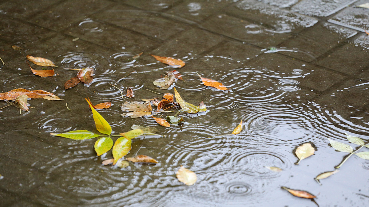 «Холодная, дождливая и ветреная»: синоптик Шувалов — о погоде в Москве на следующей неделе