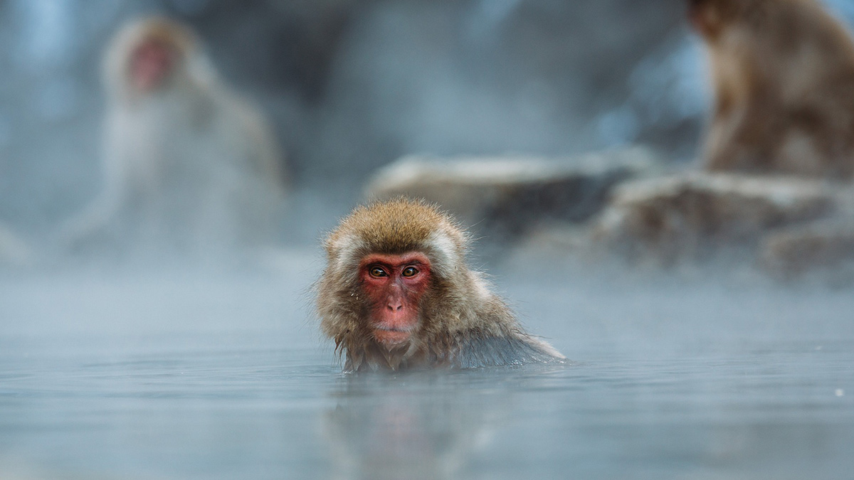 Опасные макаки с гепатитом С сбежали в Миссисипи в результате аварии