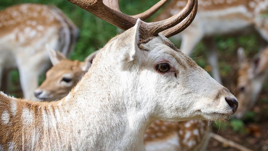 «Дом лани» в Зеленограде временно закроют из-за брачного периода животных