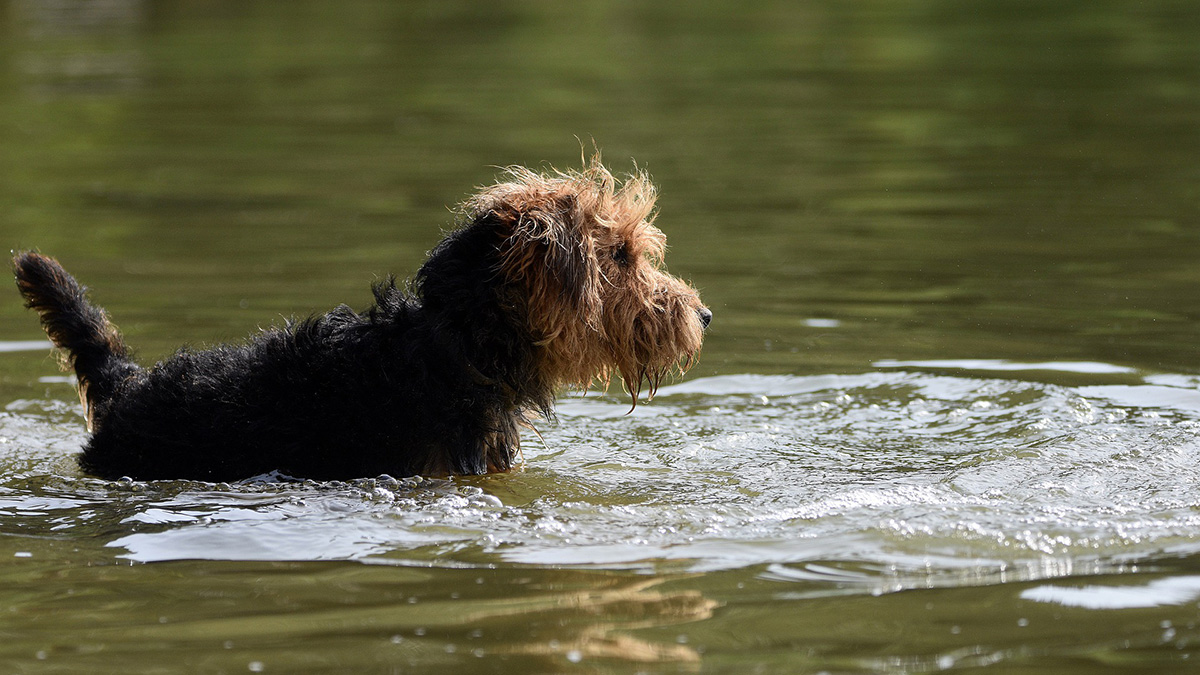 Собака решила поиграть в догонялки с утками и застряла на островке посреди пруда