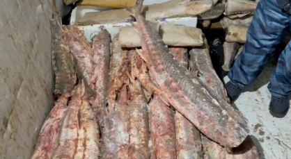 Более тонны незаконной продукции из осетрины изъяли в Москве